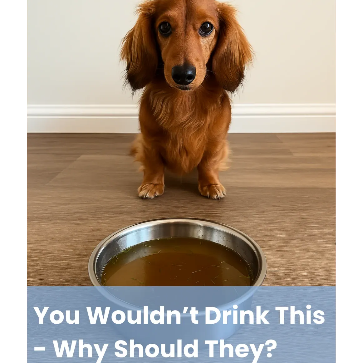 Pawdrate: Fresh, Filtered Water Every Day