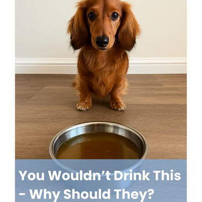 Pawdrate: Fresh, Filtered Water Every Day